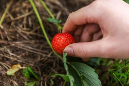 Когда пересаживать клубнику весной. Пересадка клубники весной на новое место, чтобы она плодоносила