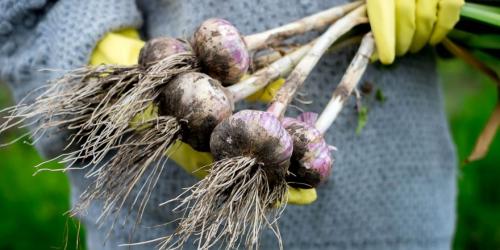 Посадка чеснока по лунному календарю 2022 год. Когда сажать чеснок по лунному календарю в 2022 году