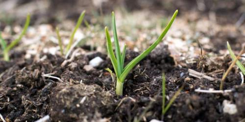 Посадка чеснока по лунному календарю 2022 год. Когда сажать чеснок по лунному календарю в 2022 году