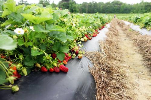 Как сажать клубнику под агроволокном. Посадка клубники под агроволокно