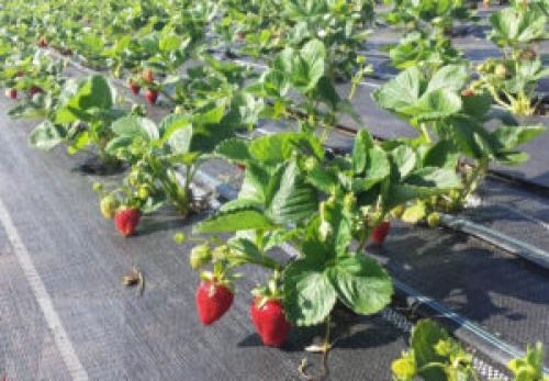 Как сажать клубнику под агроволокном. Посадка клубники под агроволокно