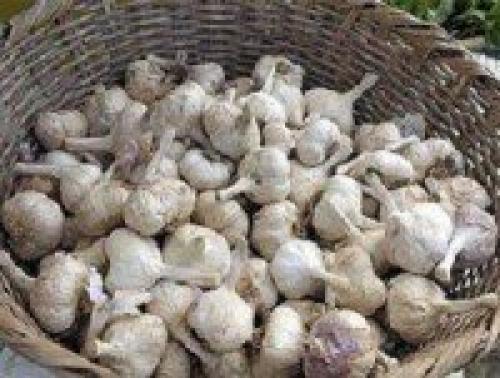 Как сажать чеснок весной в открытый грунт. Яровой (весенний) чеснок 02