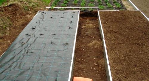 Пересадка клубники в октябре. Можно ли пересаживать клубнику в конце октября. Можно ли пересаживать клубнику в октябре и какой уход ей необходим?