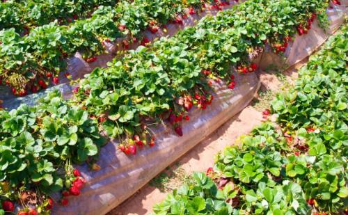 Садим клубнику правильно. Пошаговая инструкция с видео