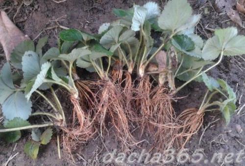 Садим клубнику правильно. Пошаговая инструкция с видео