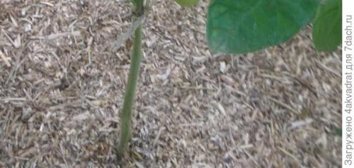 Какие сорта клубники лучше выбрать для посадки в августе. Чтобы получить урожай летом, сажать клубнику лучше в августе