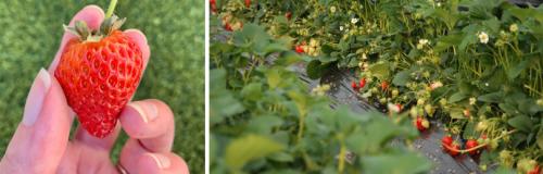 Как уложить клубнику в новое место и заполнить ее новым грунтом. ПОСАДКА КЛУБНИКИ САДОВОЙ