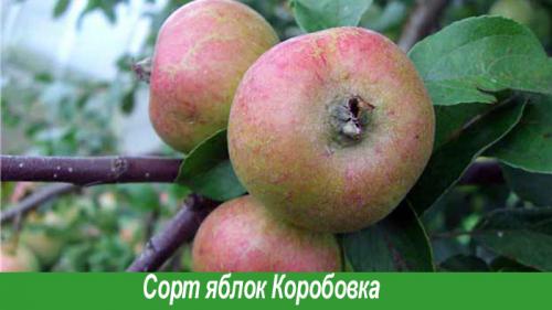 Сорта летних яблок. Летние яблони: параметры выбора 04