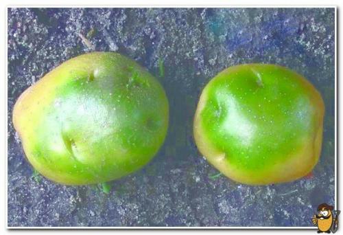 Зеленый цвет картофеля. Что такое соланин? 12