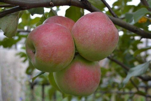 Сладкие сорта яблонь для подмосковья. Лучшие сорта яблок для Подмосковья: фото, названия и описания (каталог)