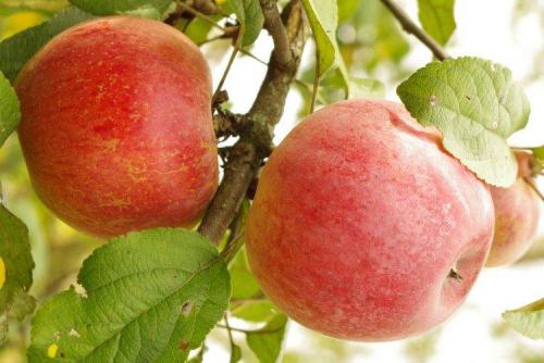 Сладкие сорта яблонь для подмосковья. Лучшие сорта яблок для Подмосковья: фото, названия и описания (каталог)