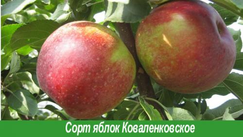 Сорта летних яблок. Летние яблони: параметры выбора 05