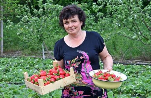 Когда пересаживать клубнику весной в каком месяце. Когда лучше пересаживать клубнику: весной или осенью?