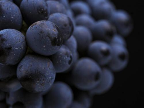 Полезные свойства виноград Изабелла. Вред от винограда Изабелла