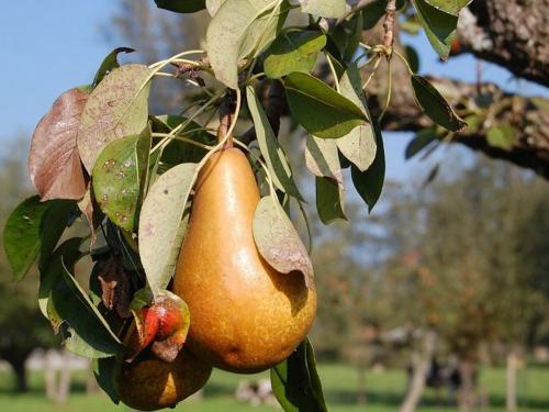 Уход осенью за грушей. Как ухаживать за грушей осенью, чтобы подготовить к зиме 05 Уход осенью за грушей. Как ухаживать за грушей осенью, чтобы подготовить к зиме 05