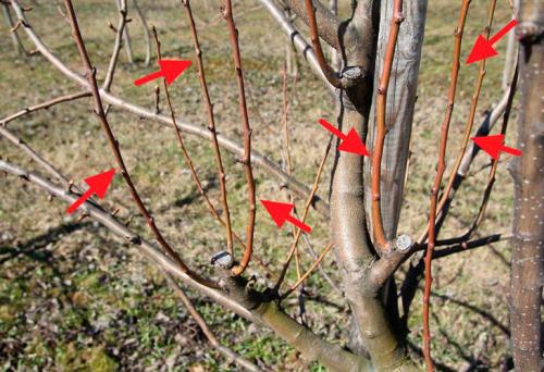 Уход за грушей в августе. Осенняя обрезка грушевых деревьев