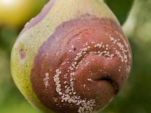 Уход осенью за грушей. Как ухаживать за грушей осенью, чтобы подготовить к зиме 06 Уход осенью за грушей. Как ухаживать за грушей осенью, чтобы подготовить к зиме 06