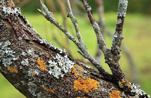 Уход осенью за грушей. Как ухаживать за грушей осенью, чтобы подготовить к зиме