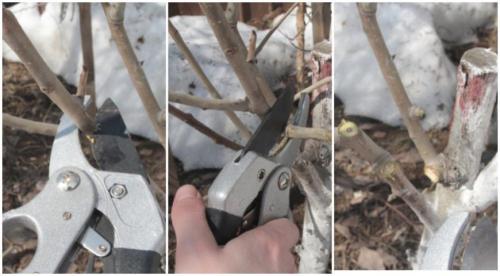 Уход осенью за грушей. Как ухаживать за грушей осенью, чтобы подготовить к зиме 04 Уход осенью за грушей. Как ухаживать за грушей осенью, чтобы подготовить к зиме 04