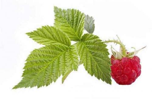 Чай из листьев малины. Чем полезен чай из листьев малины — готовим витаминный напиток!