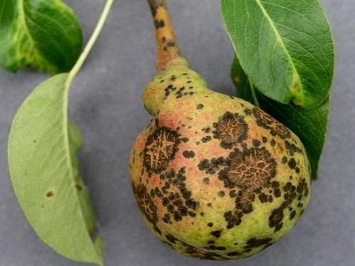 Уход осенью за грушей. Как ухаживать за грушей осенью, чтобы подготовить к зиме 07 Уход осенью за грушей. Как ухаживать за грушей осенью, чтобы подготовить к зиме 07