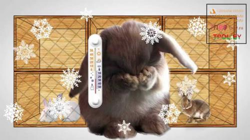 Как влияет влажность на плодовитость крольчих. Повышение плодовитости самок-кроликов