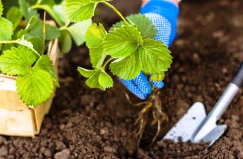 Пересадка клубники летом. Сроки пересадки