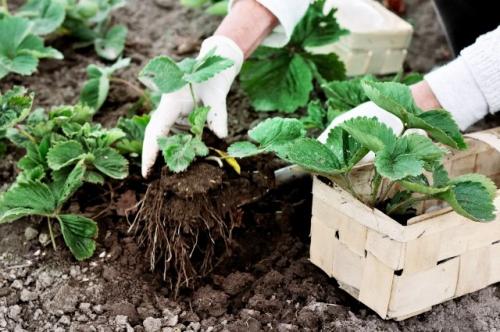 Пересадка клубники летом. Сроки пересадки