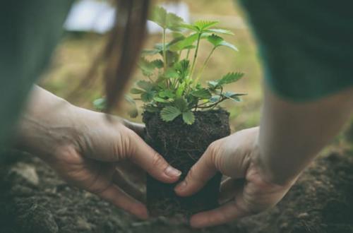 Когда пересаживать клубнику весной. Пересадка клубники весной на новое место, чтобы она плодоносила