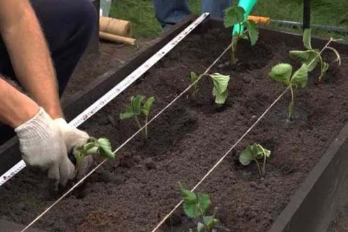 Схема посадки клубники в открытом грунте. Посадка клубники в открытый грунт: когда нужно сажать