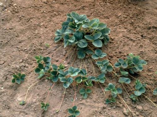 Когда сажать клубнику усами. Размножение клубники усами