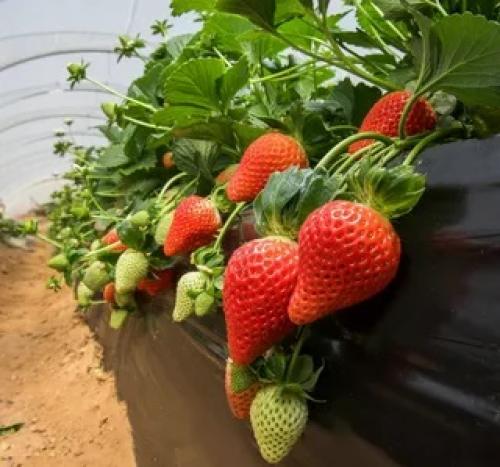 Когда сажают клубнику осенью. Сроки осенней посадки