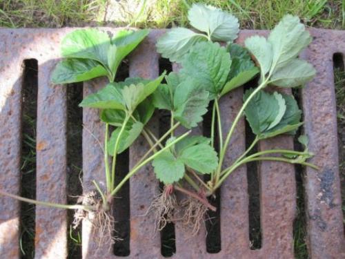 Когда сажать клубнику усами. Размножение клубники усами