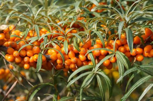 Сорта облепихи без колючек для подмосковья. Добавление статьи в новую подборку 01 Сорта облепихи без колючек для подмосковья. Добавление статьи в новую подборку 01