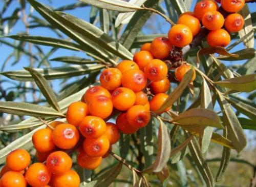 Сорта облепихи без колючек для подмосковья. Добавление статьи в новую подборку 02 Сорта облепихи без колючек для подмосковья. Добавление статьи в новую подборку 02