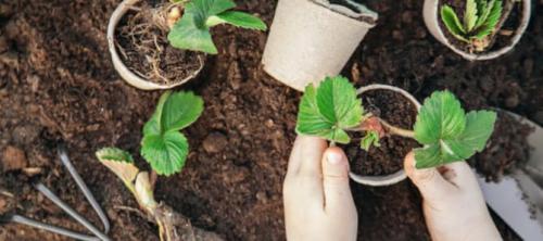 Как посадить клубнику осенью. Когда и как посадить клубнику осенью в открытый грунт