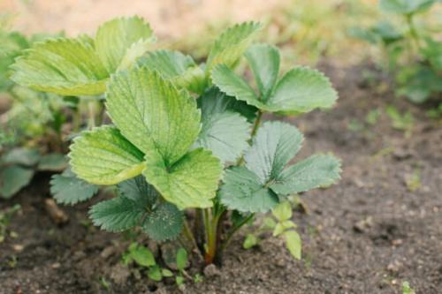 Как посадить клубнику осенью. Когда и как посадить клубнику осенью в открытый грунт