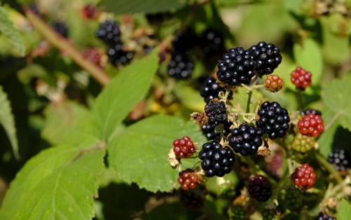 Садовая ежевика где сажать. Ботаническое описание, характеристика