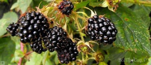 Корневая система у ежевики. Ежевика — выращивание в саду