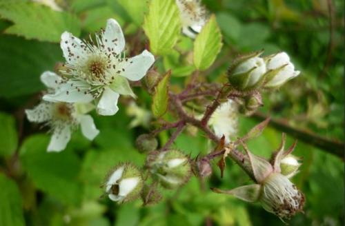 Садовая ежевика где сажать. Ботаническое описание, характеристика