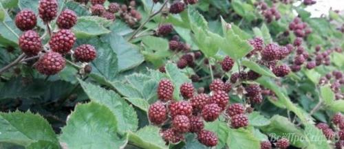 Корневая система у ежевики. Ежевика — выращивание в саду