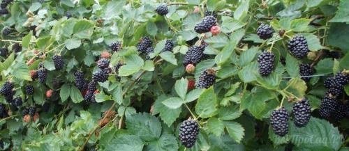 Корневая система у ежевики. Ежевика — выращивание в саду