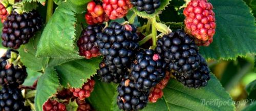 Корневая система у ежевики. Ежевика — выращивание в саду