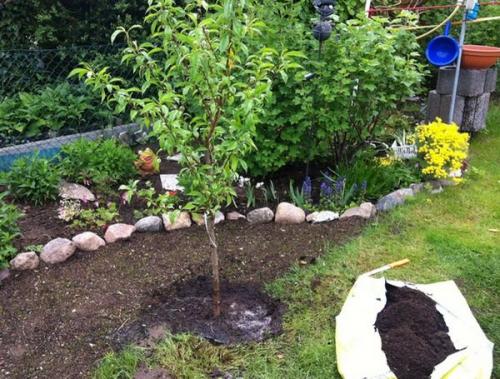 Сорта персиков для юга россии. Описание персикового дерева