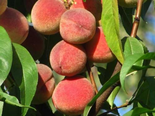 Персики виды и сорта. Сорта персиков – 125 фото основных сортов и советы по их выращиванию своими руками
