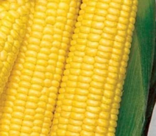 Сорт кукурузы для варки. Сорта сладкой кукурузы: ранние, среднеспелые, поздние
