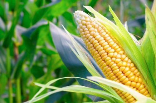 Сорта кукурузы на зерно. Описание и характеристики самых урожайных сортов и гибридов кукурузы