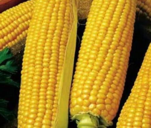 Сорт кукурузы для варки. Сорта сладкой кукурузы: ранние, среднеспелые, поздние