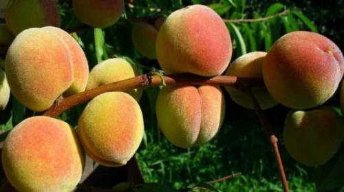 Персики виды и сорта. Сорта персиков – 125 фото основных сортов и советы по их выращиванию своими руками