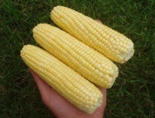 Сорт кукурузы для варки. Сорта сладкой кукурузы: ранние, среднеспелые, поздние